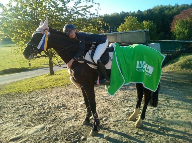 Mecklenburg Warmblood Mare 15 years 16 hh Smoky-Black in Georgsmarienhütte