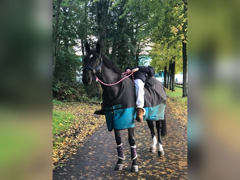 Mecklenburg Warmblood Mare 15 years 16 hh Smoky-Black in Georgsmarienhütte