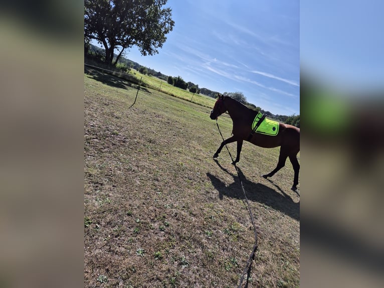 Mecklenburg Warmblood Mare 15 years 16,1 hh Brown in Zerpenschleuse