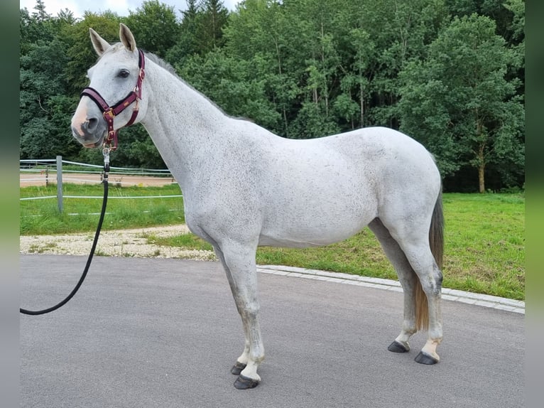 Mecklenburg Warmblood Mare 16 years 15,2 hh Gray in Wittenbach