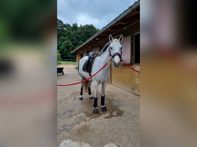 Mecklenburg Warmblood Mare 16 years 15,2 hh Gray in Wittenbach