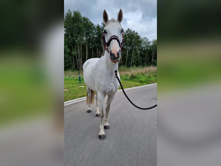 Mecklenburg Warmblood Mare 16 years 15,2 hh Gray in Wittenbach