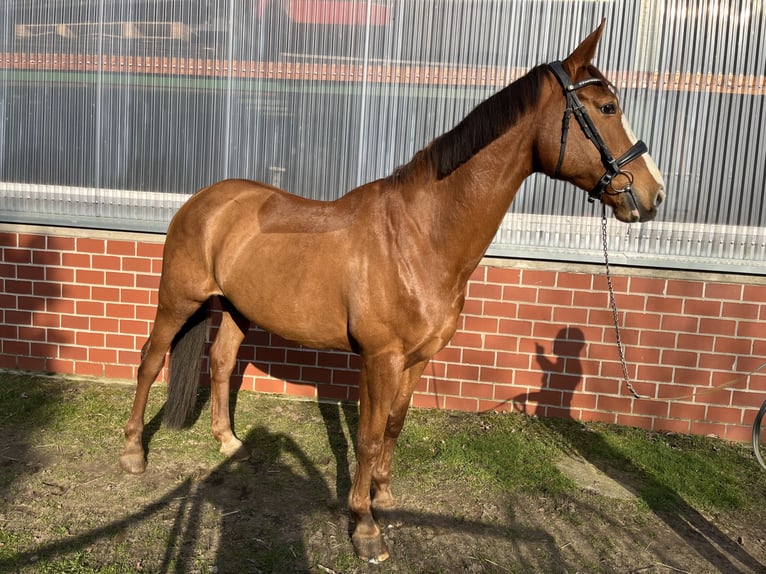 Mecklenburg Warmblood Mare 16 years 16.1 hh Chestnut-Red in Coesfeld