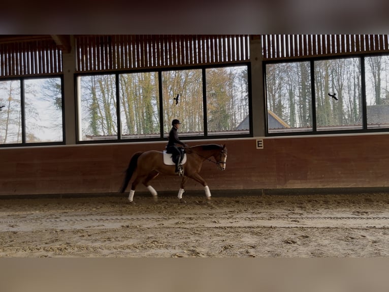 Mecklenburg Warmblood Mare 16 years 16.1 hh Chestnut-Red in Coesfeld