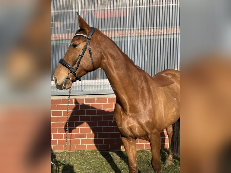 Mecklenburg Warmblood Mare 16 years 16.1 hh Chestnut-Red in Coesfeld