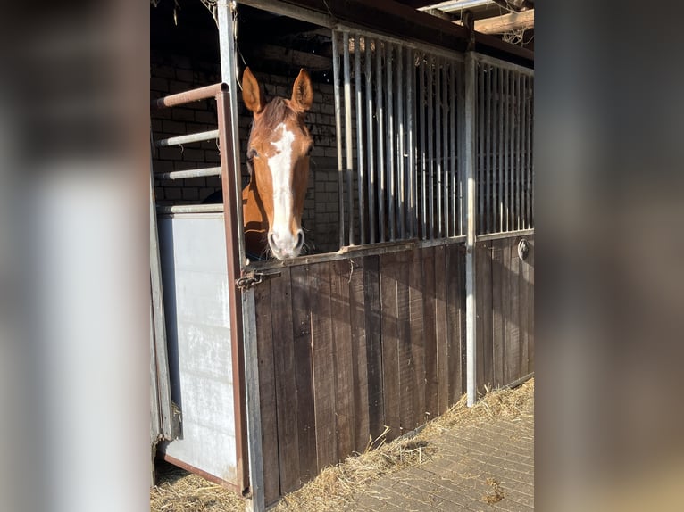 Mecklenburg Warmblood Mare 16 years 16,1 hh Chestnut-Red in Coesfeld