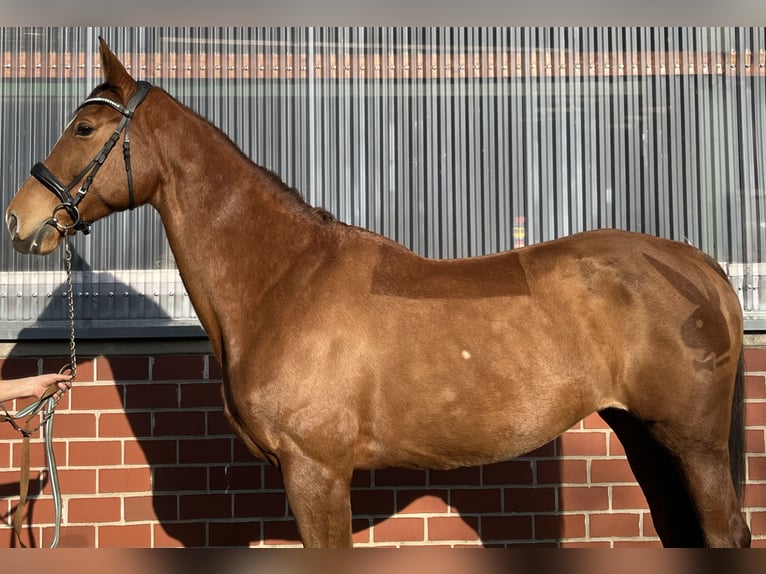 Mecklenburg Warmblood Mare 16 years 16,1 hh Chestnut-Red in Coesfeld