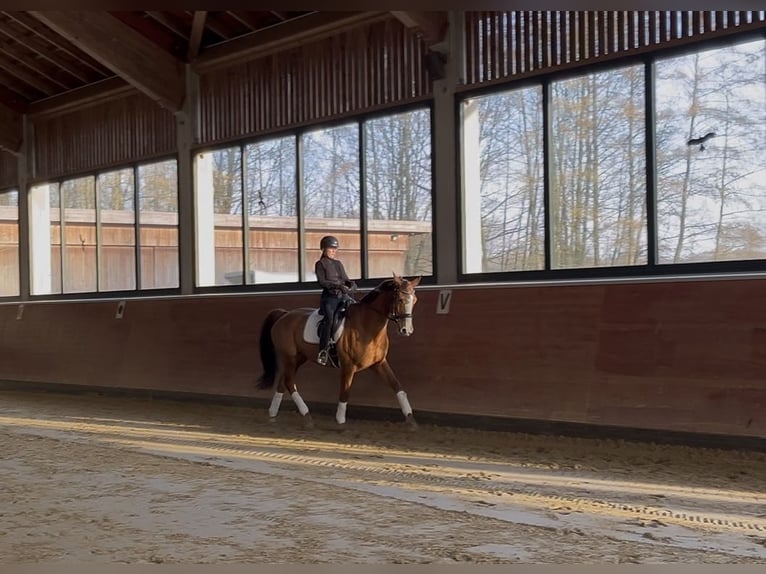 Mecklenburg Warmblood Mare 16 years 16,1 hh Chestnut-Red in Coesfeld