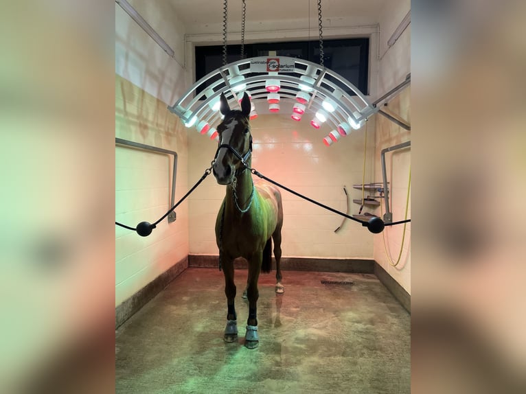 Mecklenburg Warmblood Mare 16 years 16,1 hh Chestnut-Red in Coesfeld