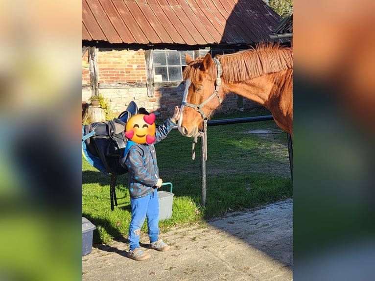 Mecklenburg Warmblood Mare 16 years 17 hh Chestnut-Red in Schönberg