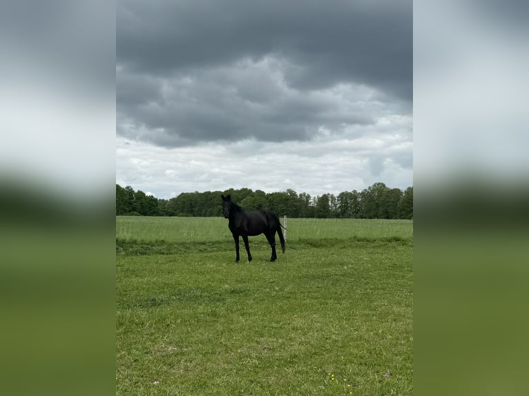 Mecklenburg Warmblood Mare 17 years 16.2 hh Black in Vetschau