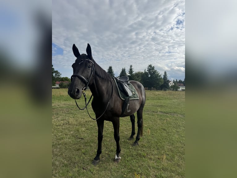 Mecklenburg Warmblood Mare 17 years 16.2 hh Black in Vetschau