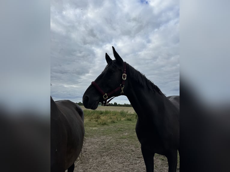 Mecklenburg Warmblood Mare 17 years 16.2 hh Black in Vetschau