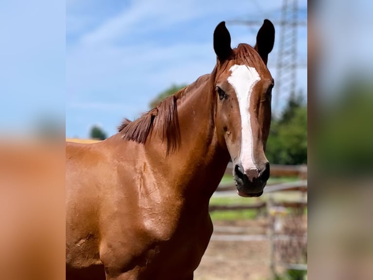 Mecklenburg Warmblood Mare 17 years 16.2 hh Chestnut-Red in Gründau