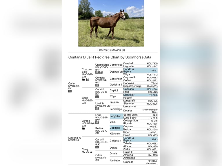 Mecklenburg Warmblood Mare 17 years 16.2 hh Chestnut-Red in GründauGründau