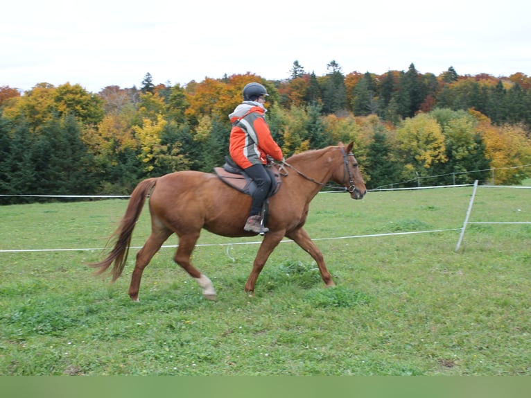 Mecklenburg Warmblood Mare 17 years 16 hh in Stetten am kalten Markt