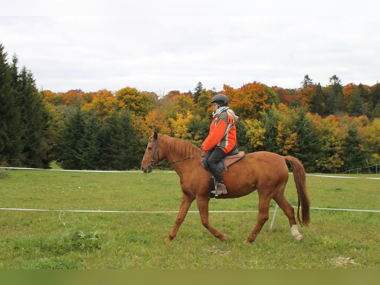 Mecklenburg Warmblood Mare 17 years 16 hh in Stetten am kalten Markt