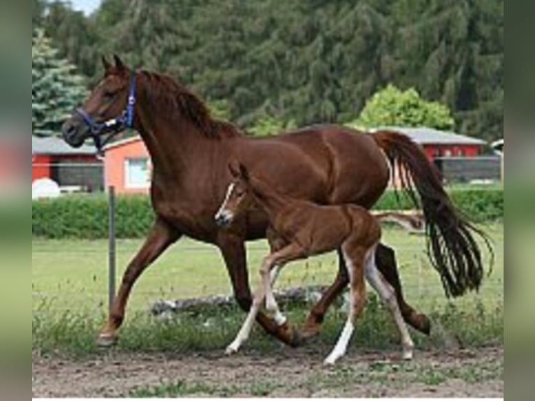 Mecklenburg Warmblood Mare 18 years 15,3 hh Chestnut-Red in Garden