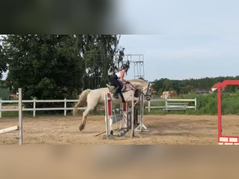 Mecklenburg Warmblood Mare 18 years 16.1 hh Grey in Genthin