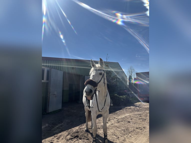 Mecklenburg Warmblood Mare 18 years 16.1 hh Grey in Genthin