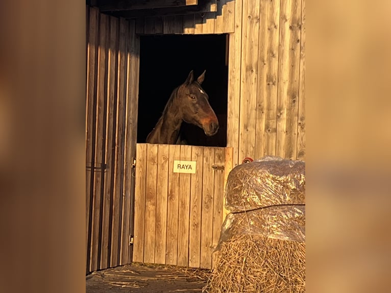 Mecklenburg Warmblood Mare 18 years 17 hh Bay-Dark in Pulow