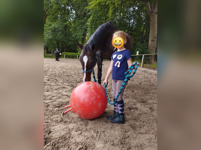 Mecklenburg Warmblood Mare 19 years 16 hh Bay-Dark in Emmerich