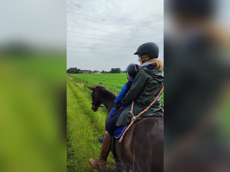 Mecklenburg Warmblood Mare 19 years 16 hh Bay-Dark in Emmerich