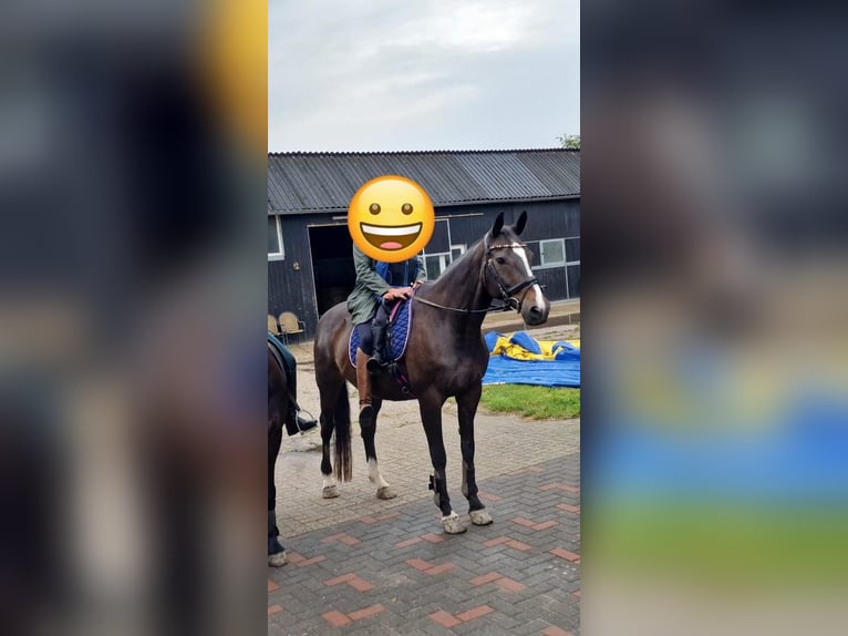 Mecklenburg Warmblood Mare 19 years 16 hh Bay-Dark in Emmerich