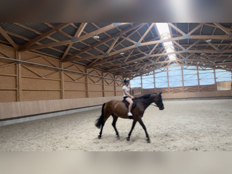 Mecklenburg Warmblood Mare 19 years 16 hh Brown in Wilhermsdorf