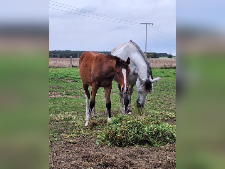 Mecklenburg Warmblood Mare 1 year 15.2 hh Can be white in Bresegard b Picher