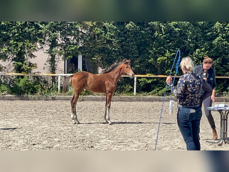 Mecklenburg Warmblood Mare 1 year 16,1 hh Bay-Dark in Saßen-Trantow