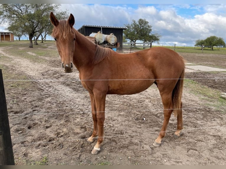 Mecklenburg Warmblood Mare 1 year 16,1 hh Chestnut-Red in Oberkrämer