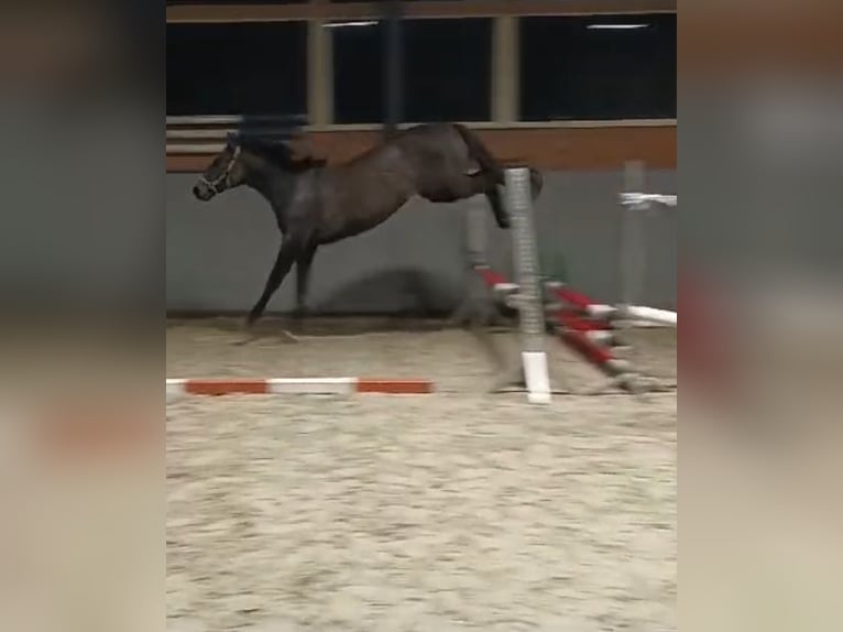 Mecklenburg Warmblood Mare 1 year 16,1 hh Gray in Papenhagen