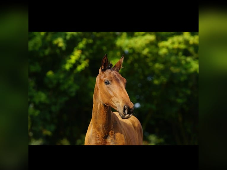 Mecklenburg Warmblood Mare 1 year 16,2 hh Brown in Neverin