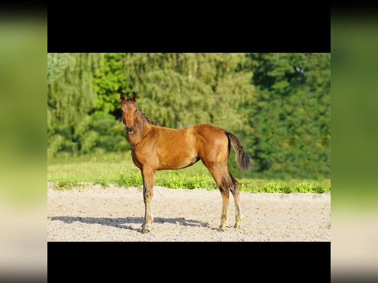 Mecklenburg Warmblood Mare 1 year 16,2 hh Brown in Neverin