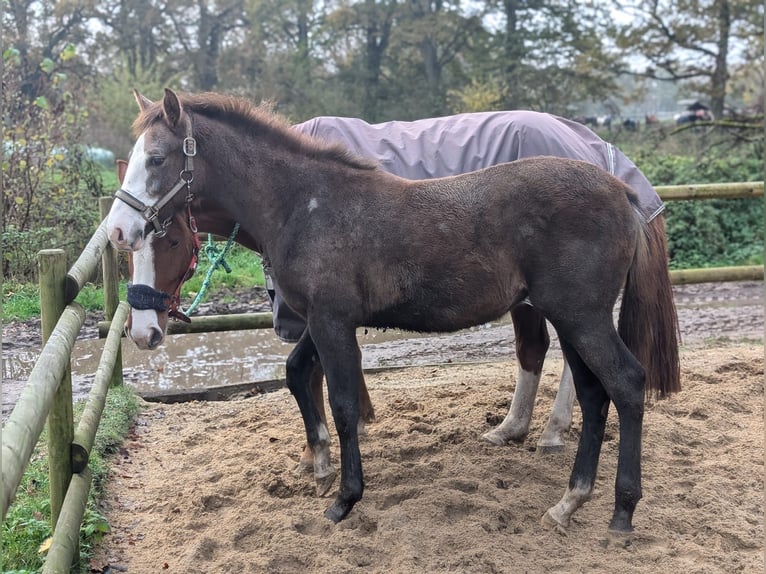 Mecklenburg Warmblood Mare 1 year 16,2 hh Gray-Red-Tan in Jesteburg