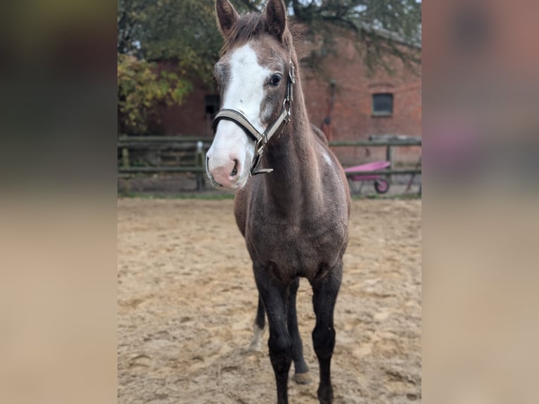 Mecklenburg Warmblood Mare 1 year 16,2 hh Gray-Red-Tan in Jesteburg