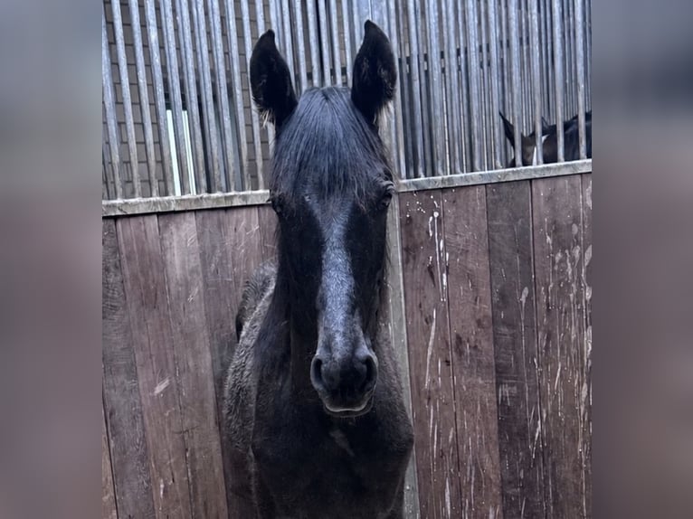 Mecklenburg Warmblood Mix Mare 1 year 16 hh Grey-Dark-Tan in Rosendahl