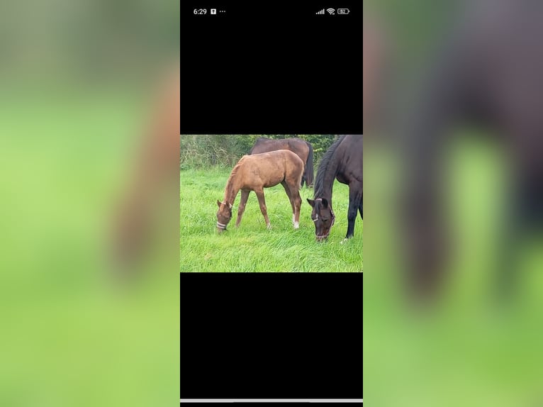 Mecklenburg Warmblood Mare 1 year 16,2 hh Chestnut in Langsdorf