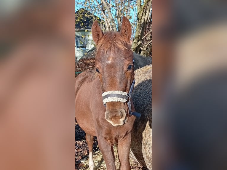 Mecklenburg Warmblood Mare 1 year 16,2 hh Chestnut in Langsdorf