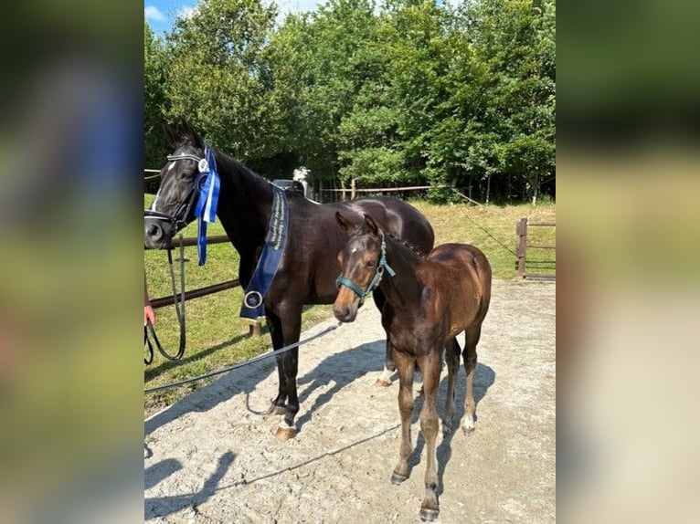 Mecklenburg Warmblood Mare 1 year Bay-Dark in Loddin