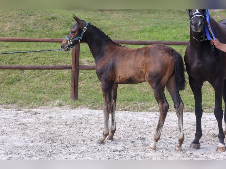 Mecklenburg Warmblood Mare 1 year Bay-Dark in Loddin