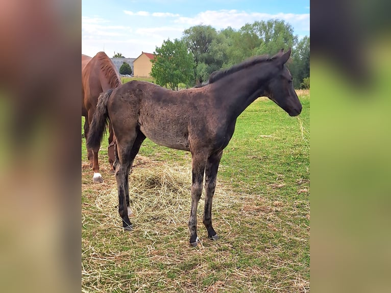 Mecklenburg Warmblood Mare 1 year Black in Hagebök