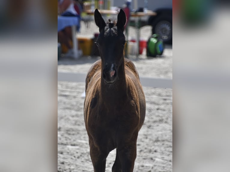 Mecklenburg Warmblood Mare 1 year Black in Röbel