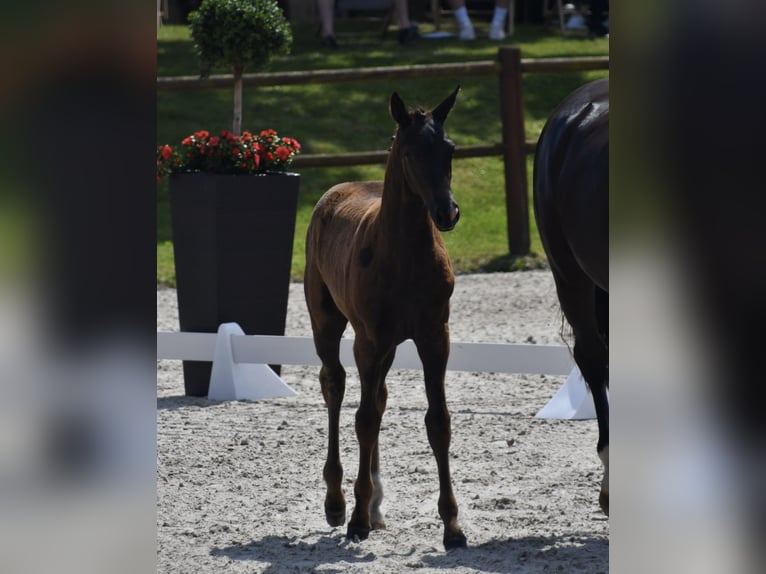 Mecklenburg Warmblood Mare 1 year Black in Röbel