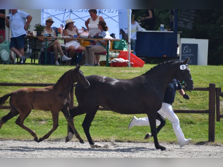 Mecklenburg Warmblood Mare 1 year Black in Röbel