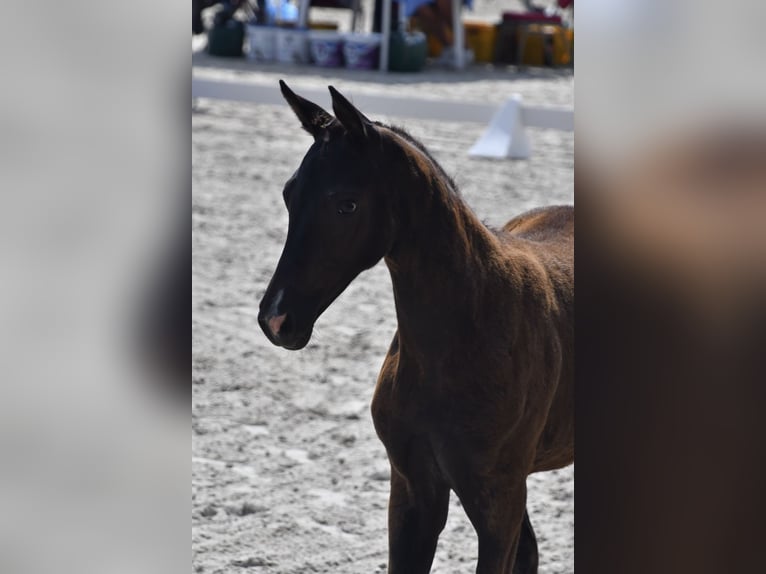 Mecklenburg Warmblood Mare 1 year Black in Röbel