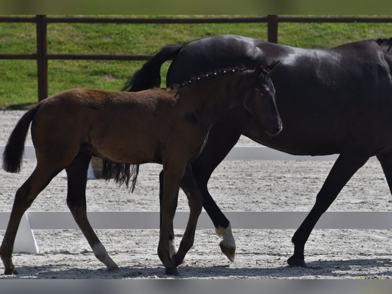 Mecklenburg Warmblood Mare 1 year Black in Röbel