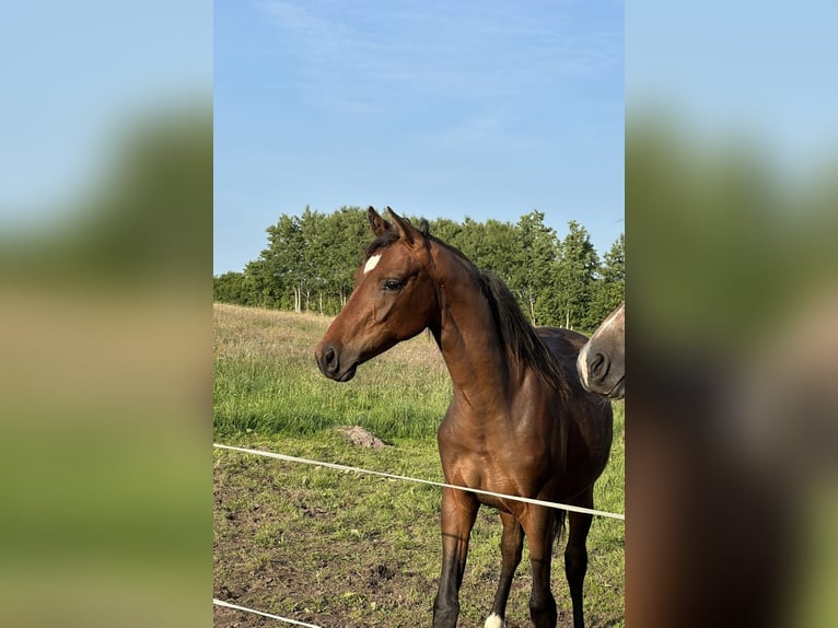 Mecklenburg Warmblood Mare 1 year Brown in Nortorf