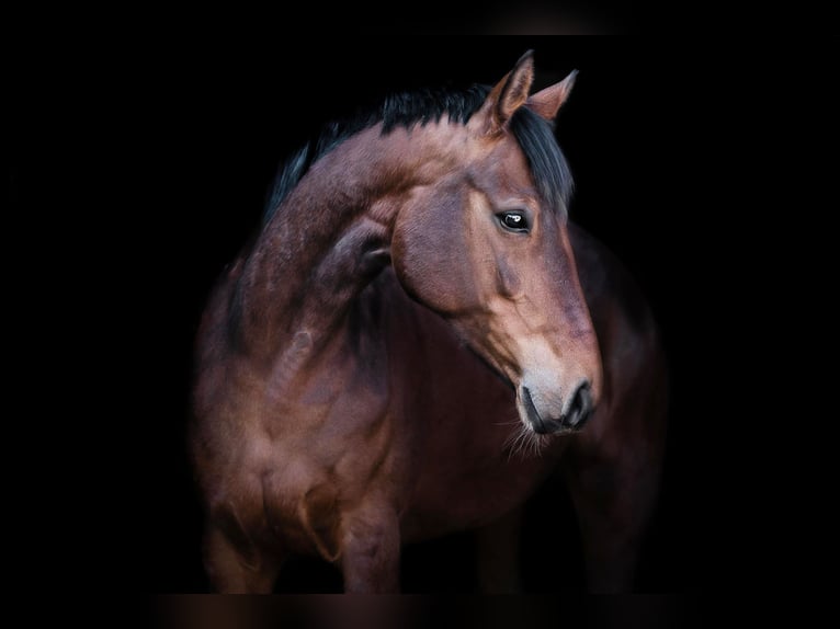 Mecklenburg Warmblood Mare 1 year Brown in Nortorf
